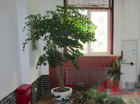幸福树叶子发黄怎么办，八个办法变得翠绿一新