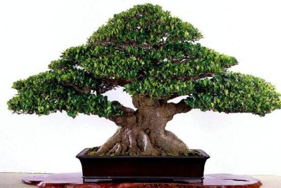 榕树图片,榕树开花图片