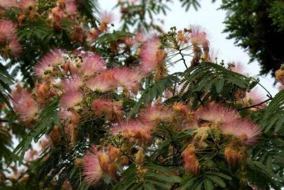 榕树图片,榕树开花图片
