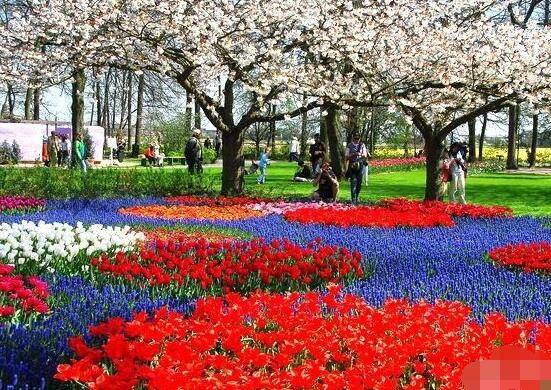 郁金香什么时候开花,赏花期3月-5月