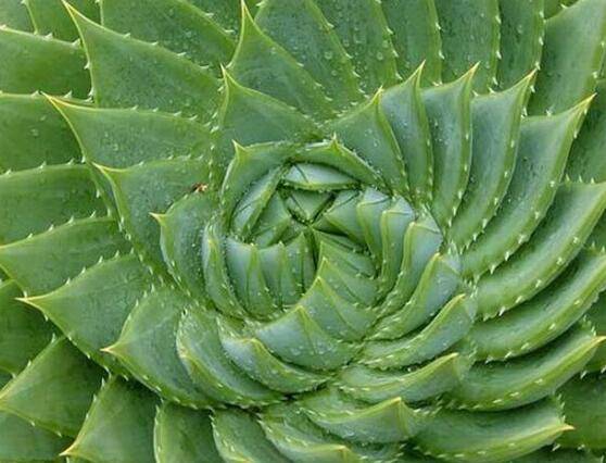 芦荟的花语是什么,芦荟洁身自爱、不受干扰