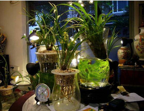 兰花可以水培吗，兰花水培方法