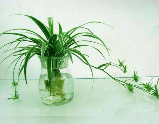 兰花可以水培吗,兰花水培方法