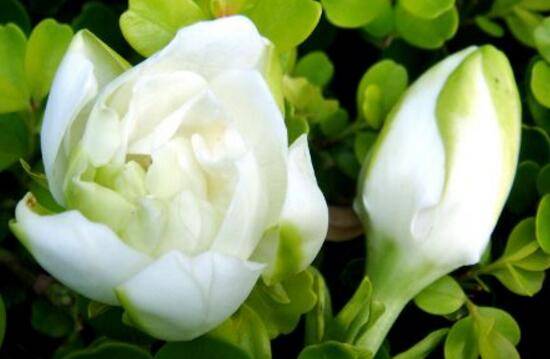 栀子花的花语,栀子花代表永恒的爱与约定