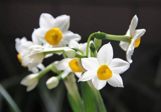 水仙花花语是什么,象征着纯洁和吉祥