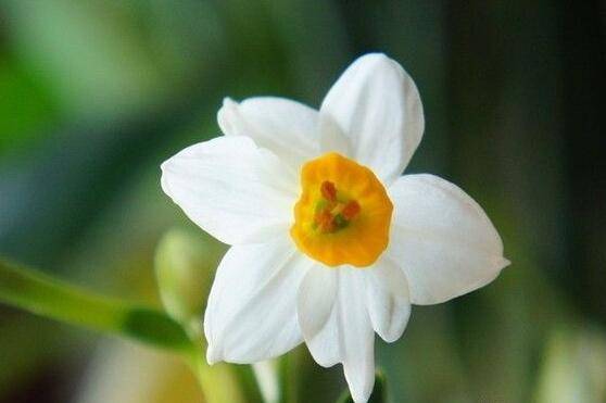 水仙花烂根怎么办,水仙花烂根解决办法
