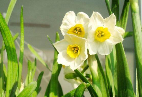 水仙花烂根怎么办,水仙花烂根解决办法