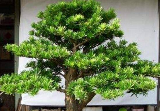 罗汉松施什么肥好,罗汉松施饼肥、粪肥最好