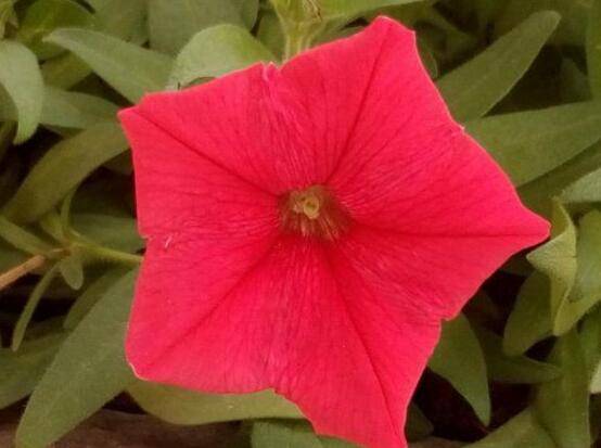 牵牛花怎么修剪，牵牛花修剪方法