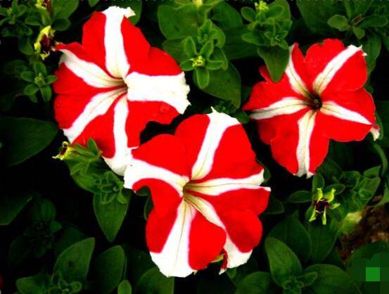 牵牛花怎么施肥,牵牛花施肥方法