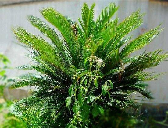 铁树施什么肥料好，铁树施氮磷钾复合肥最好