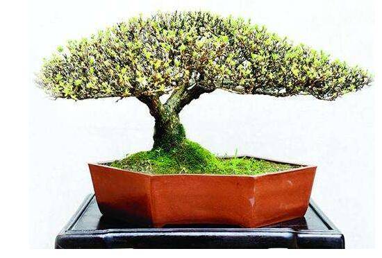 六月雪花怎么施肥,六月雪花施肥方法