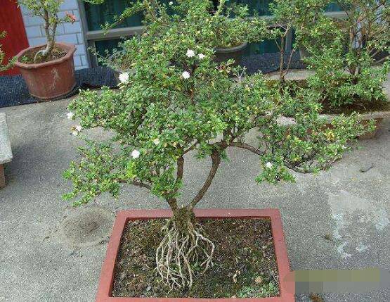 六月雪花怎么施肥,六月雪花施肥方法