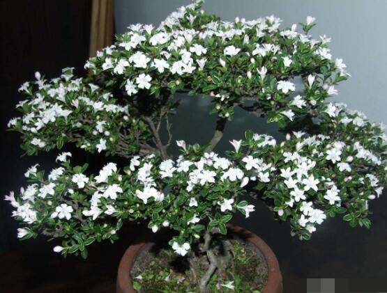 六月雪什么时候开花,六月雪在5-7月开花