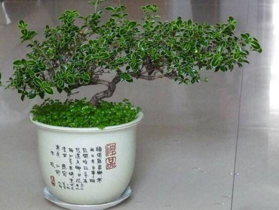 六月雪有毒吗,六月雪可以养殖在室内吗