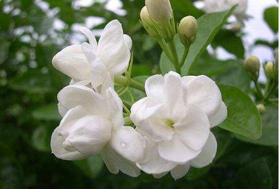 茉莉花施什么肥好,茉莉花施磷钾肥和有机肥最好