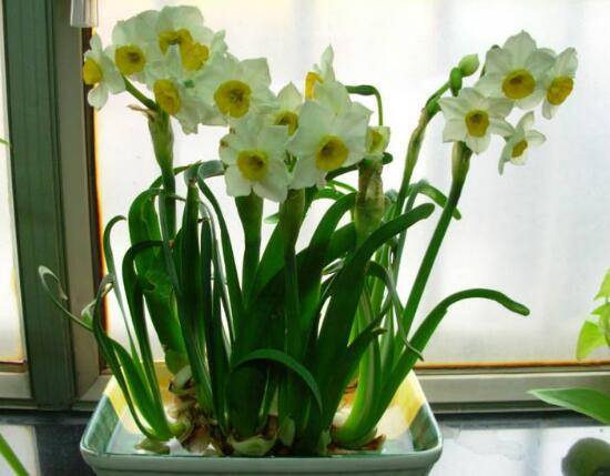 水仙花怎么施肥,水仙花施肥方法