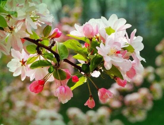海棠花怎么施肥,海棠花施复合肥最好