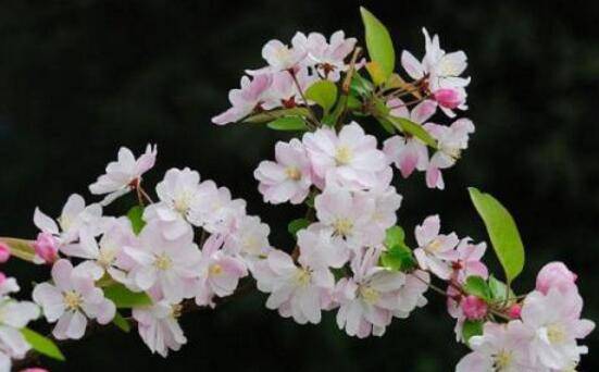海棠花怎么施肥,海棠花施复合肥最好