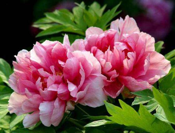 牡丹花什么时候开,牡丹花在每年5月开花(一年开一次)