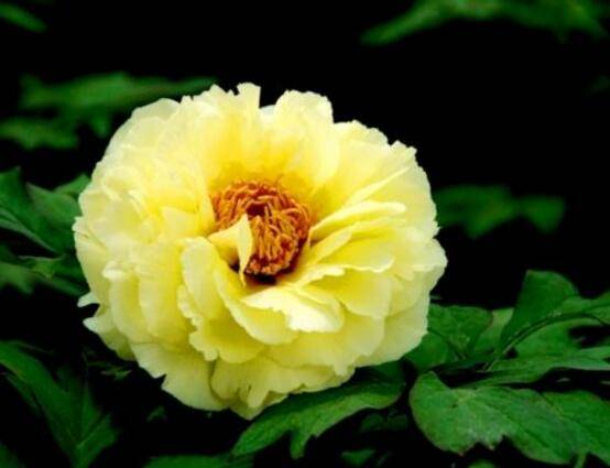 牡丹花怎么施肥,牡丹花施肥方法
