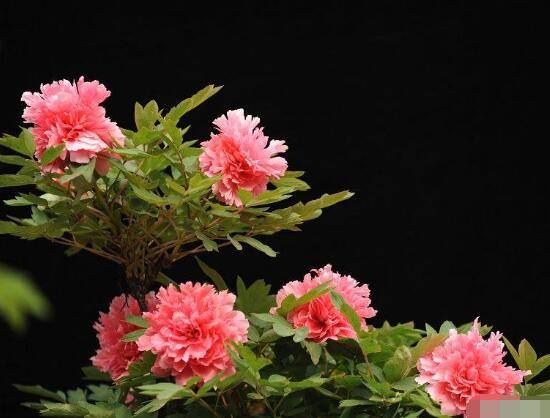 牡丹花怎么修剪,牡丹花修剪方法