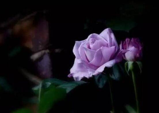 紫色蔷薇花图片,紫色蔷薇花美丽传说