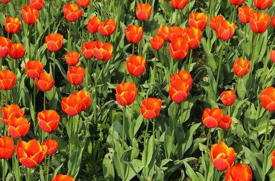 郁金香的花语及传说，代表着爱的表白、永恒的祝福