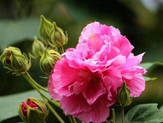 芙蓉花的功效与作用，净化空气、固土护坡、调经止血