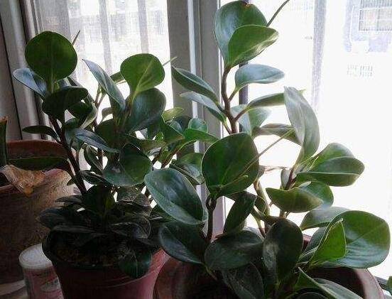 碧玉花有毒吗,碧玉花可以养在室内吗