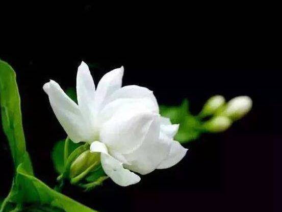 毛茉莉和茉莉花的区别，教你三种区别方法(习性/叶子/花序)
