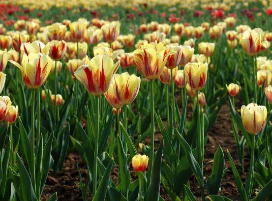 郁金香什么时候开花,每年3-5月开花