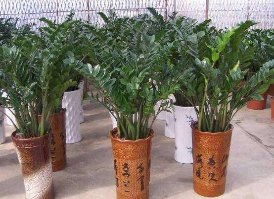 金钱树开花后怎么处理，，老农总结出四种处理办法