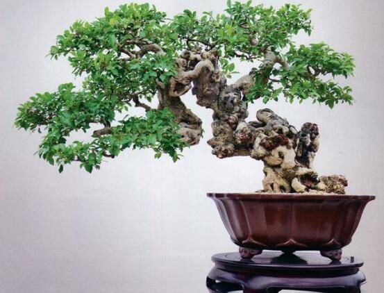 榕树盆景放在客厅好吗,导致家人生病、身体不好