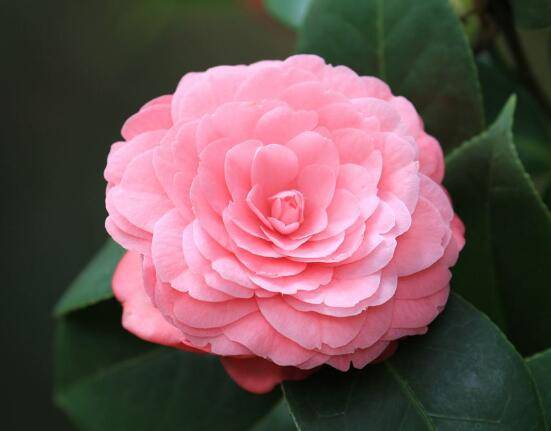 茶花长歪了怎么办,教你五种解决办法