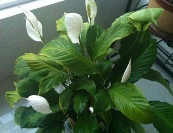 一帆风顺用什么花盆好，排水透气、价格便宜素烧盆