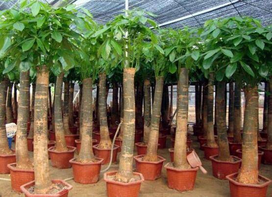 发财树的种植技巧，教你七大方法养的青翠欲滴