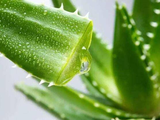 芦荟的药用价值，杀灭病毒、抗衰、镇痛