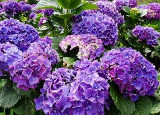 绣球花只长叶子不开花，做好四点解决办法便花开爆盆