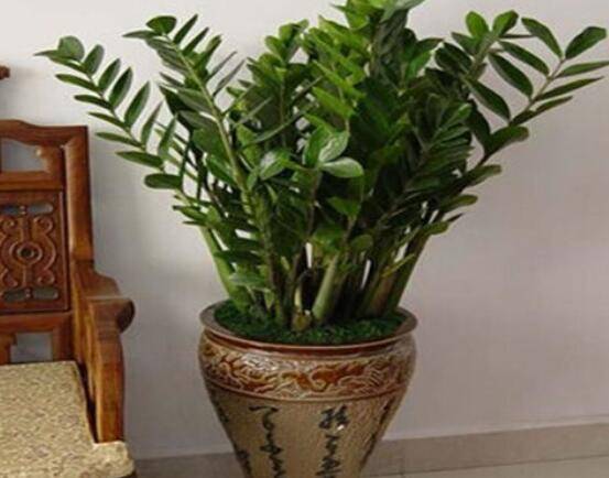 怎样种植金钱树，择健康种子、合适的花盆以及盆土