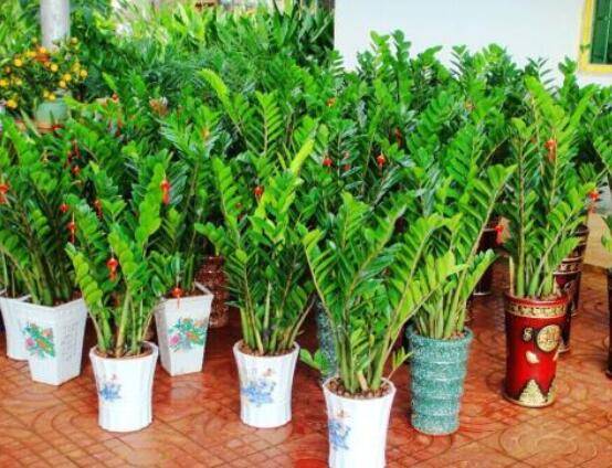 怎样种植金钱树，择健康种子、合适的花盆以及盆土