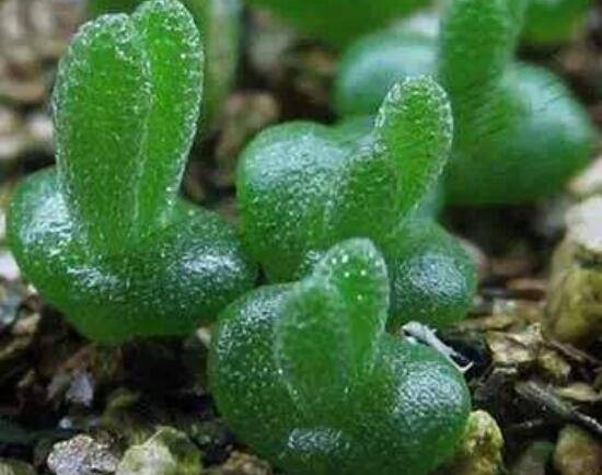 碧光环种植方法，择健康种子、保水保肥土壤/浅盆为主