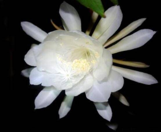昙花的病虫害及其防治，详解四种病虫害防治大全
