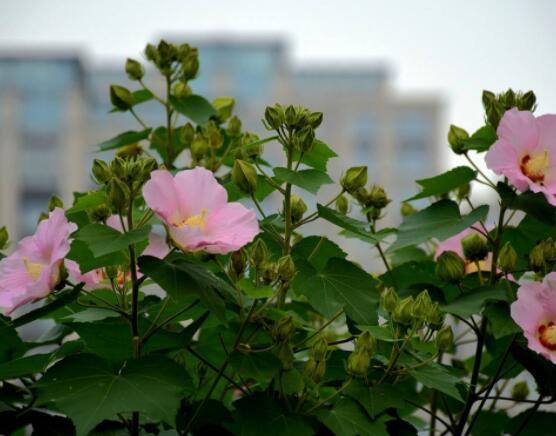 木芙蓉花怎么修剪，在每年萌芽和花谢后修剪最佳