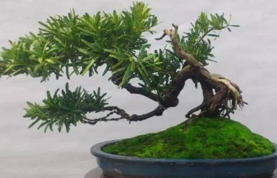 罗汉松盆景怎么摘心，修剪顶部的生长点(树梢枝为10厘米最佳)