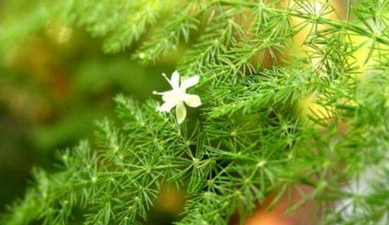 文竹开花吗,每年9-10月间盛放(和睦美满)