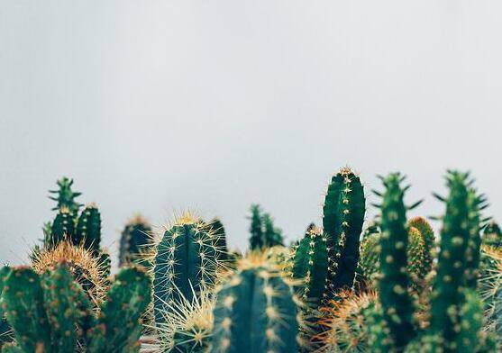 仙人掌怎么浇水和施肥，教你三个步骤便可生长枝叶翠绿