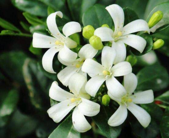 九里香花有毒吗，无毒/制作香精香料、泡茶泡酒喝