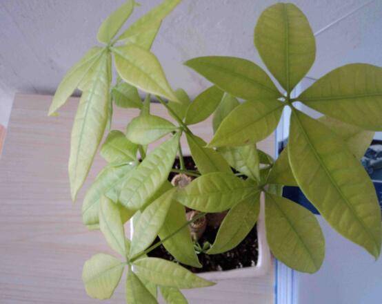 家里养的发财树叶子发黄怎么办，教你四种最有效的解决方法恢复绿意