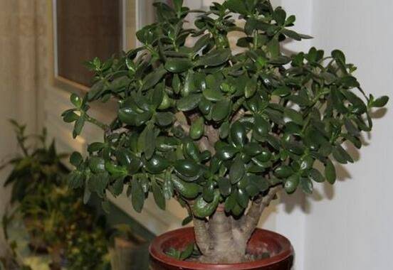 植物燕子掌有毒吗，无毒与有毒需待进一步科学考证(证据不足)